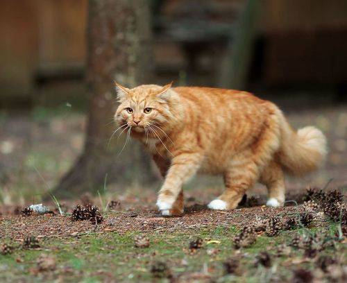 Рыжий охотник