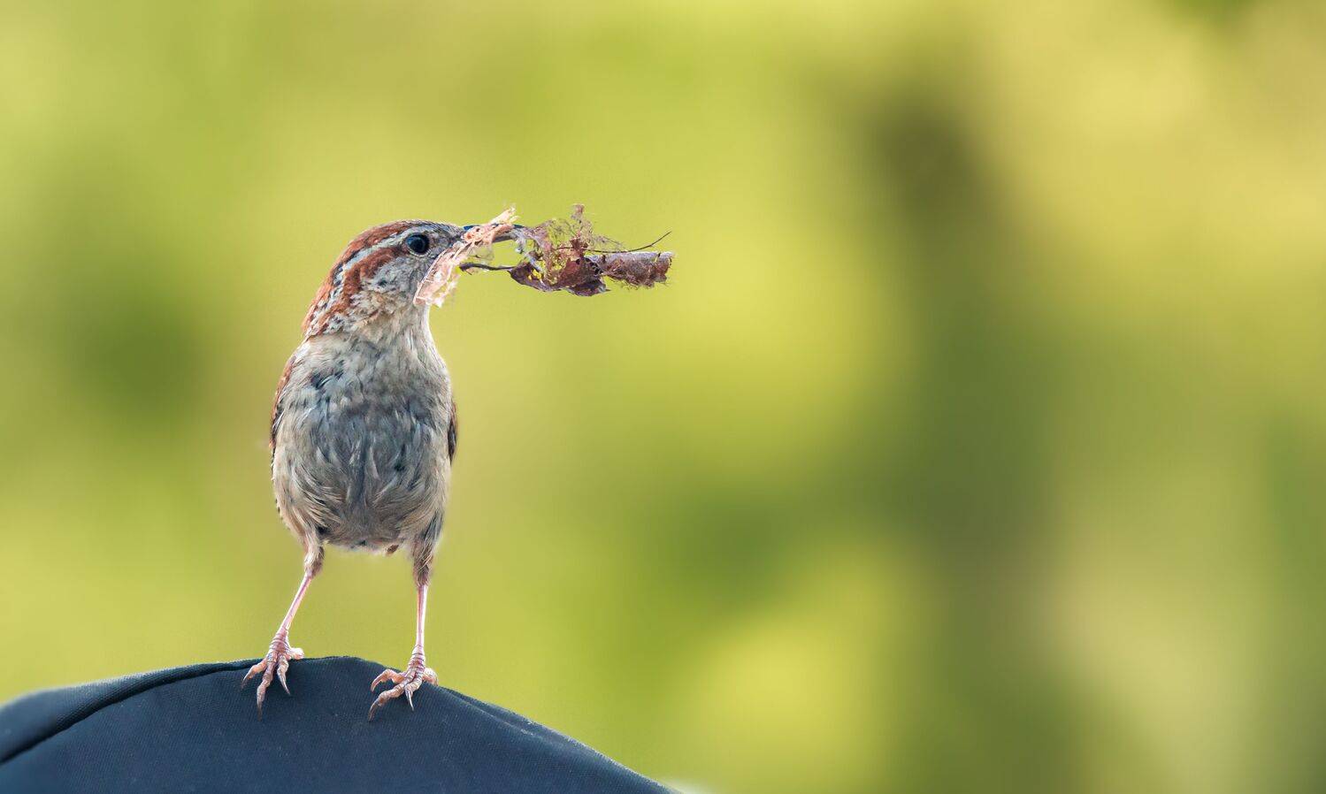 bird, songbird, mockingbird, songbirds, mockingbirds, nature, animals, wild, wren. carolina, carolina wren, Atul Saluja
