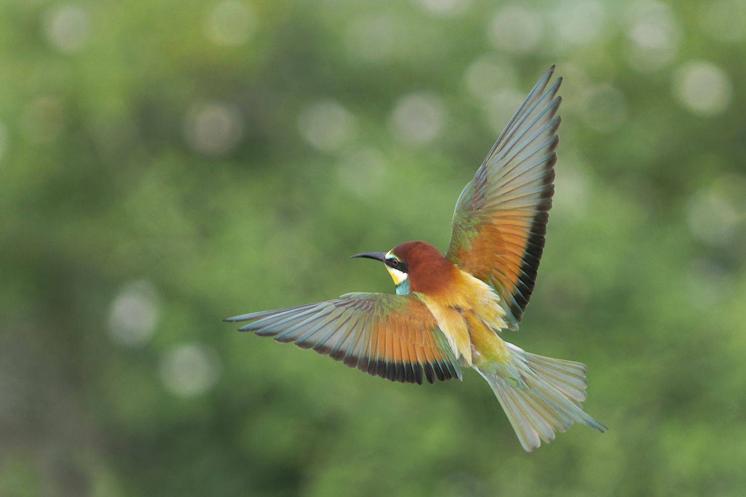 , Евгени Стефанов