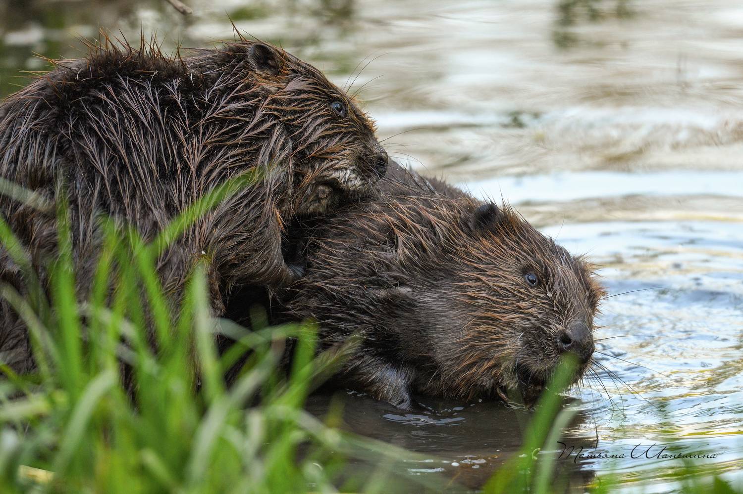 , Татьяна Шаньшина