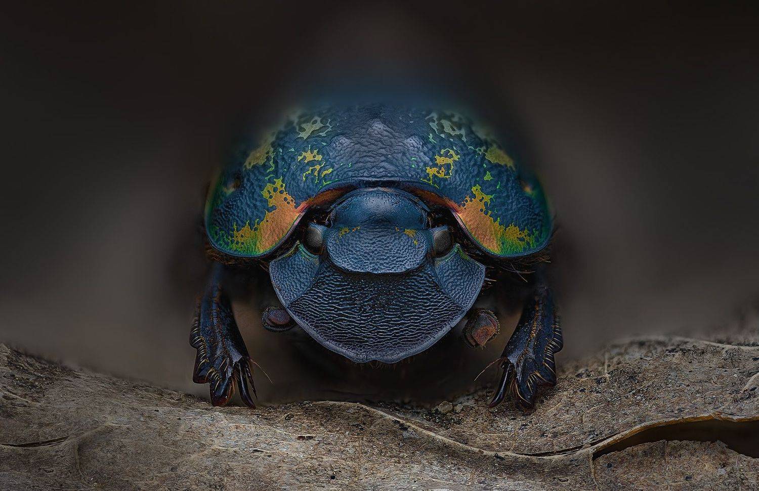 phanaeus, meleagris, minos, Eugenijus Kavaliauskas