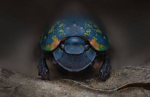 Phanaeus meleagris minos