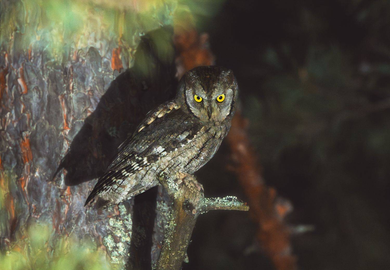 Сова,сплюшка, Ekaterina Kuzyukina