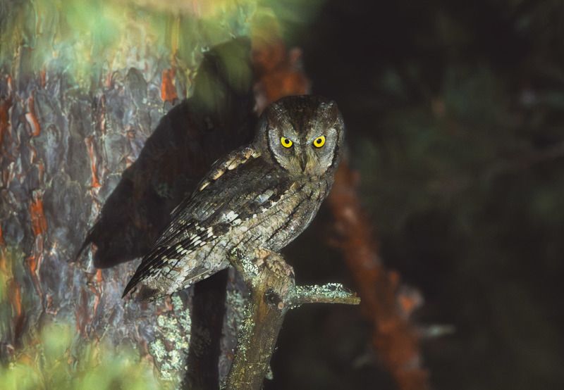 Сова,сплюшка Совиные ночи фото превью