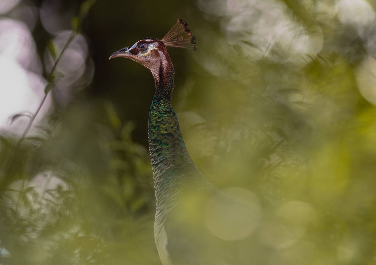 peacock,bird,birds,nikon,wild,water,shadows,lake,pond,flowers,swan,colors,nikon,beauty,nature,animals,eyes,egret,songbird,jungle,white,wings,fly, G N RAJA