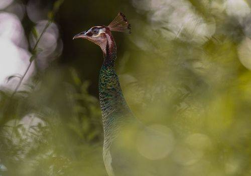 Peahen