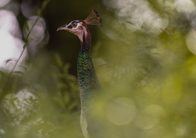 peacock,bird,birds,nikon,wild,water,shadows,lake,pond,flowers,swan,colors,nikon,beauty,nature,animals,eyes,egret,songbird,jungle,white,wings,fly Peahen фото превью