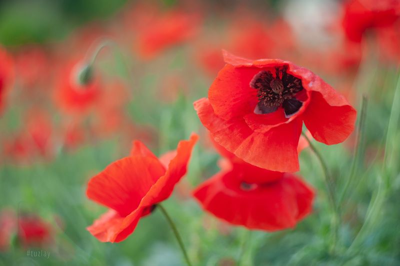 Про утренние маки и Гелиос 44 фото превью