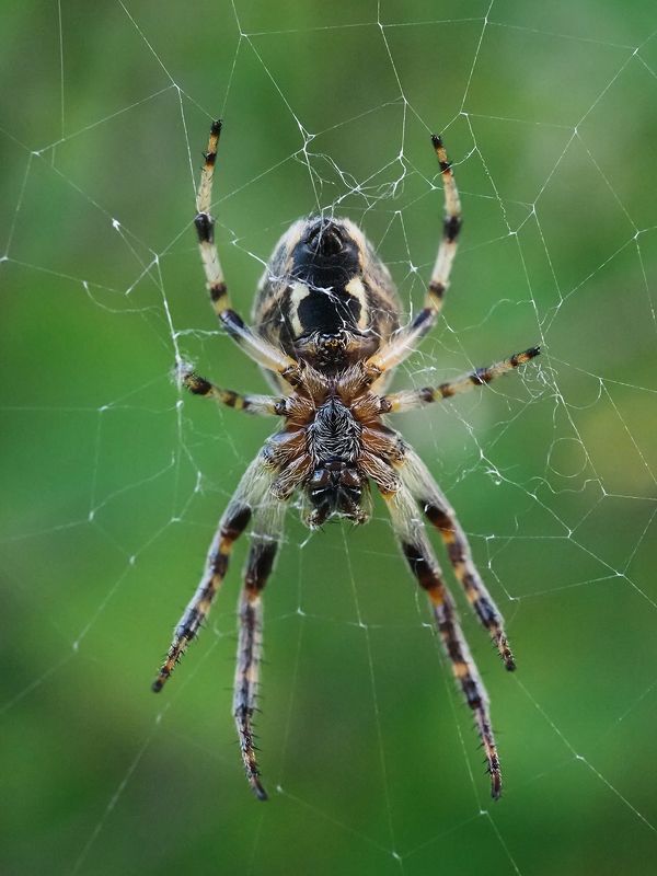 Паук фото превью