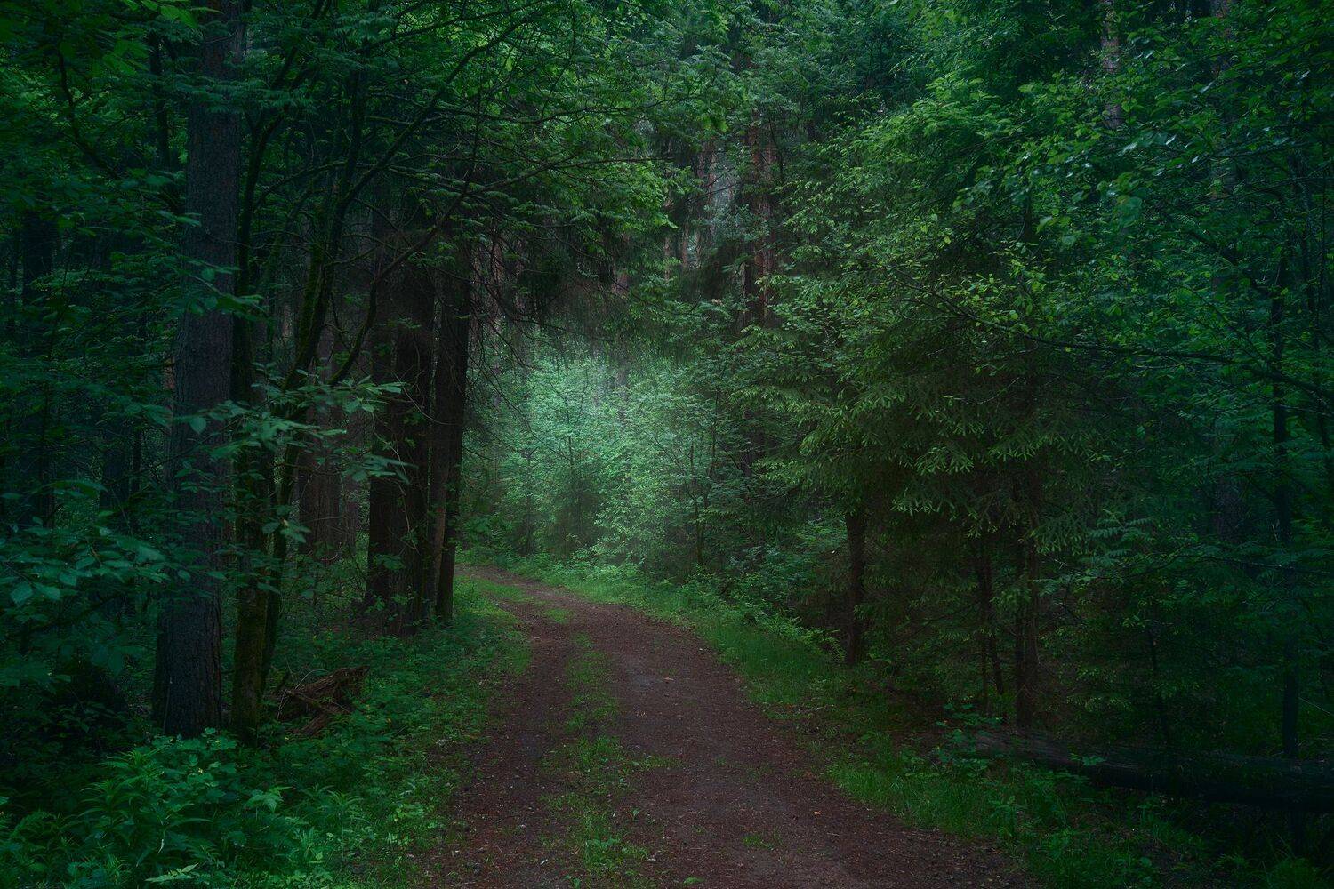 лес, деревья, пейзаж, forest, woodland, trees, landscape, Валерий Вождаев