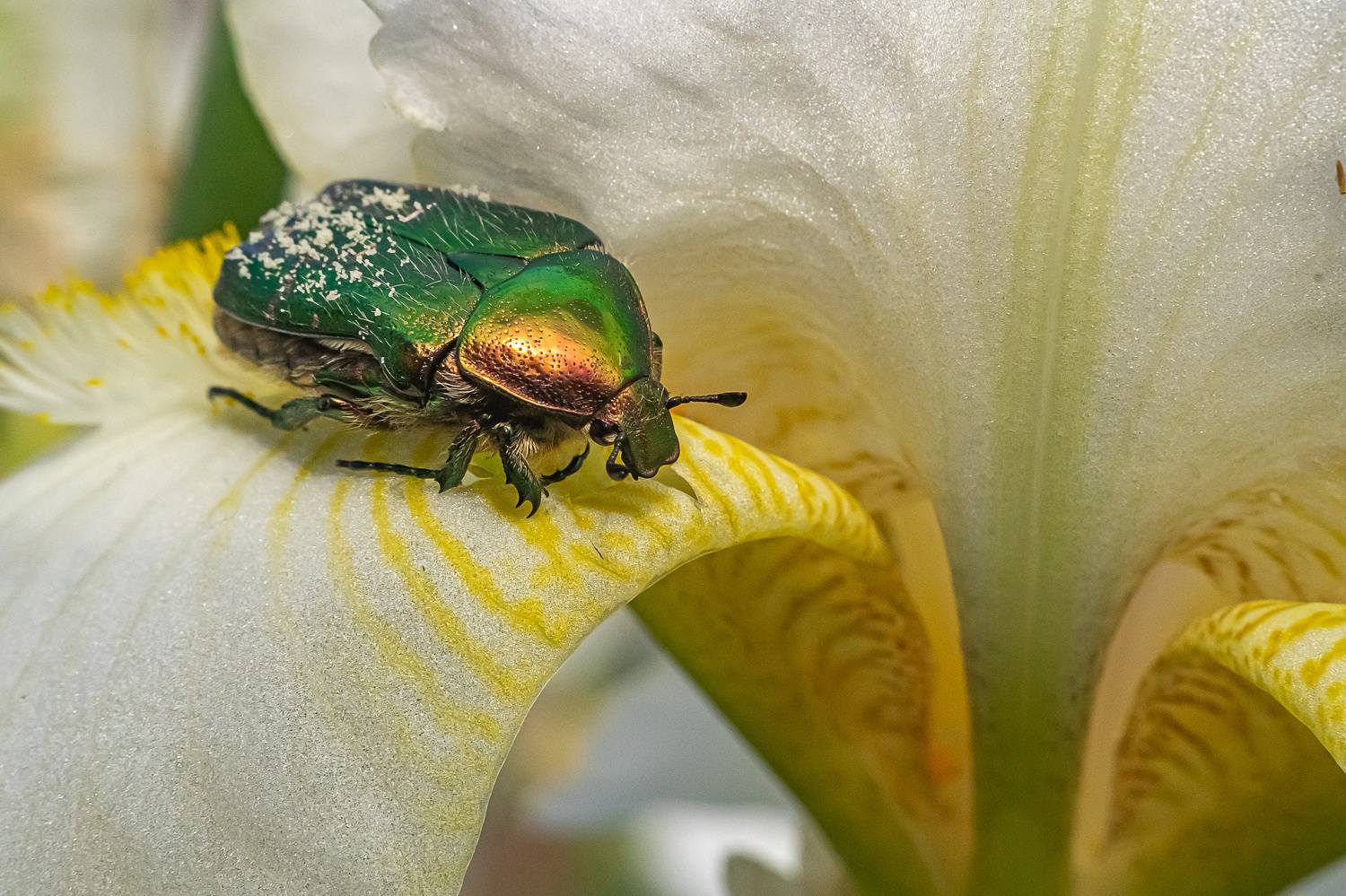 май, жук бронзовка, макро,, Николай Бологов