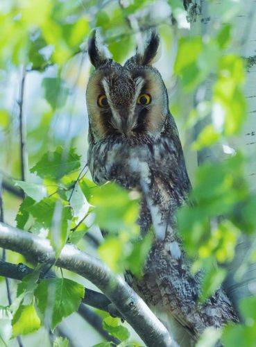 Ушастая сова