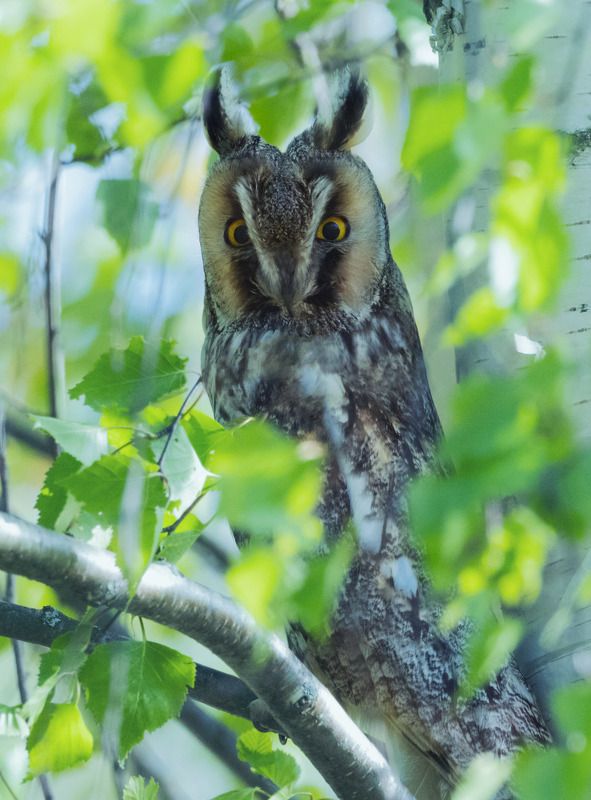 ушастая сова, совы,birdwatching Ушастая сова фото превью