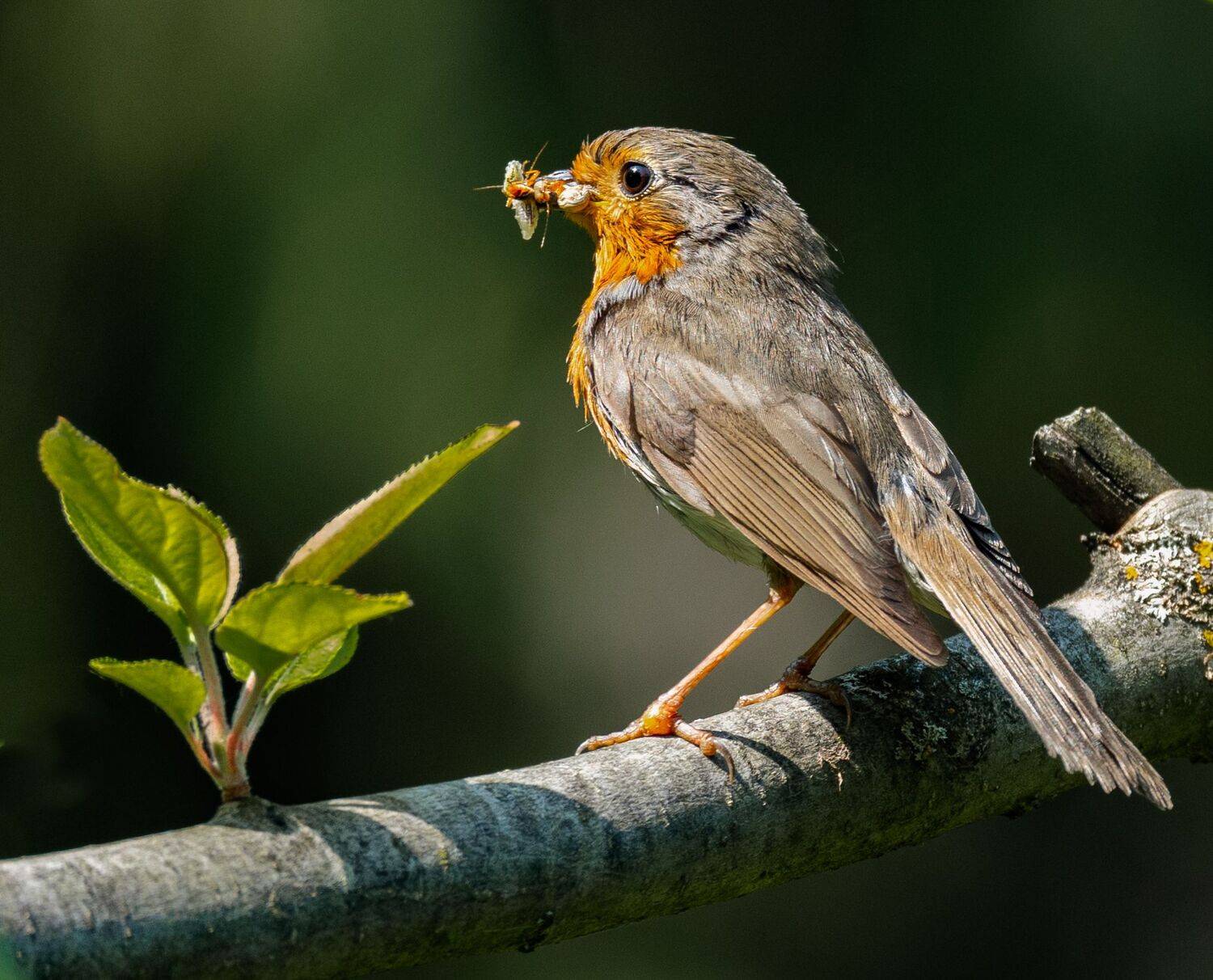, Курлянцев Алексей
