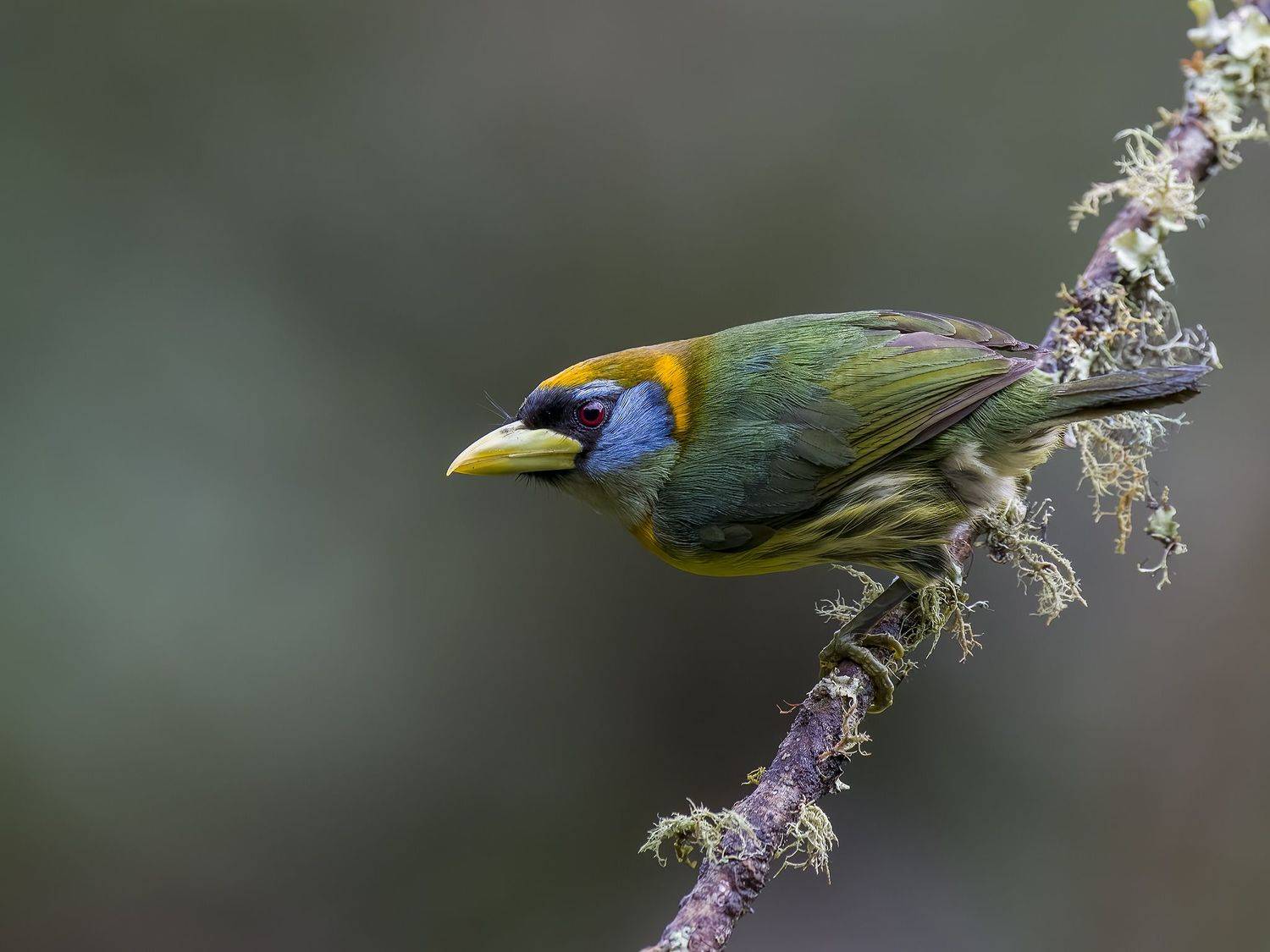 , Burgalin Sequeira Fernando