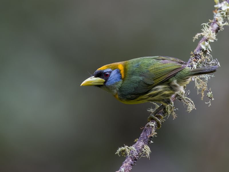 Red-headed Barbet (Female) фото превью