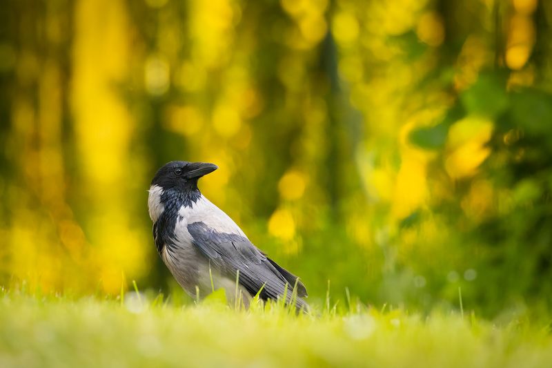 Gray crow фото превью