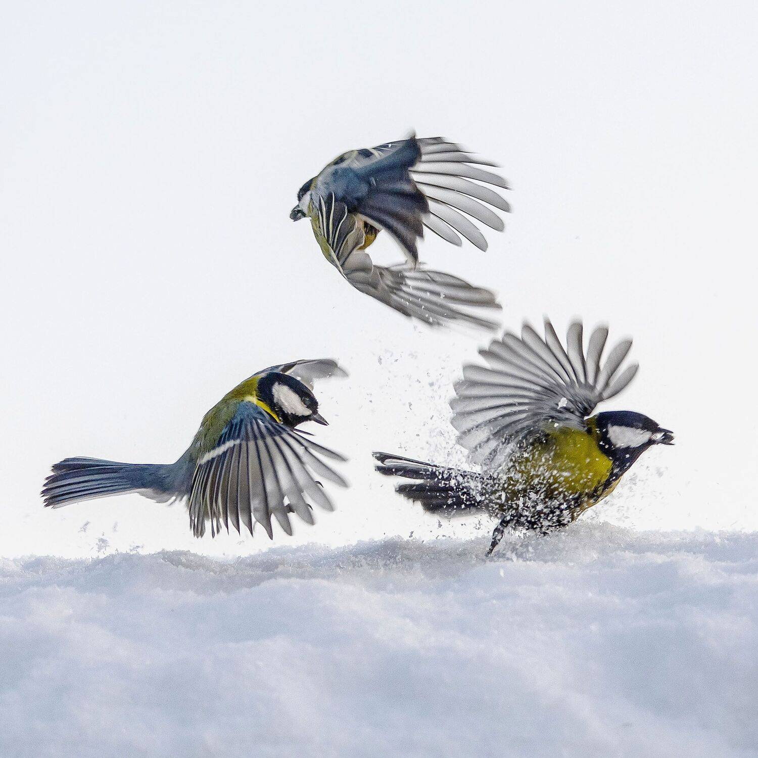 , Белоусов Михаил