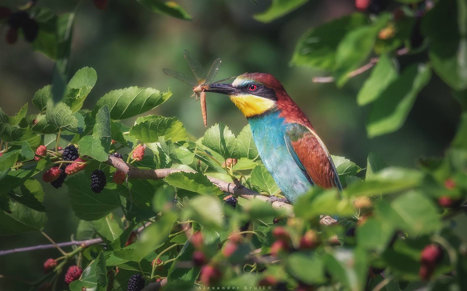 щурка, золотистая щурка, пчелоедка, merop apiaster, стрекоза, Круль Александр