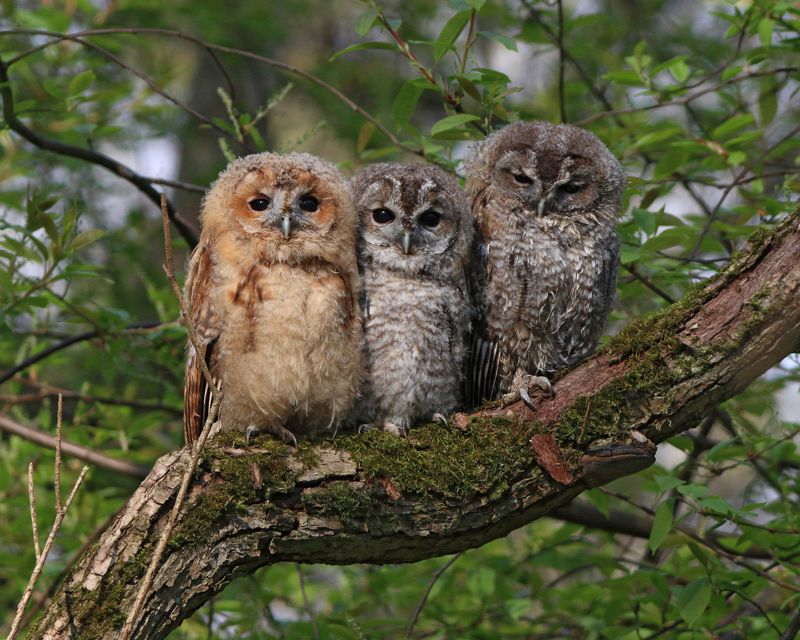 серая неясыть, неясыть, сова, совёнок, совята, strix aluco, tawny owl, owl, парк имени макса ашманна Взгляни на маленьких совят фото превью