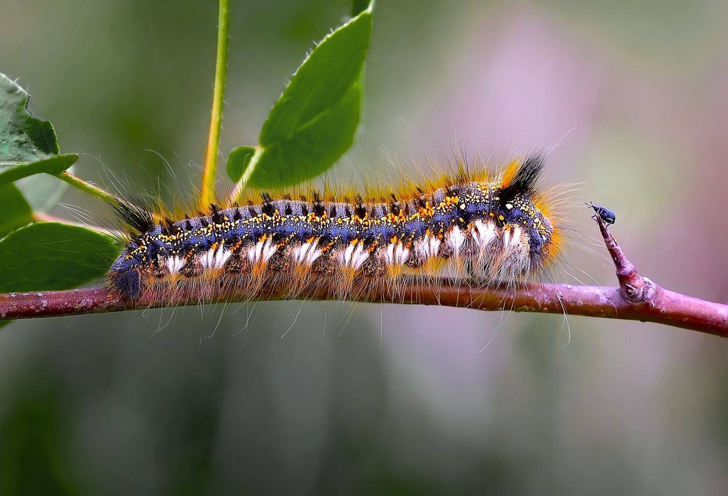 , Галина Горькавая