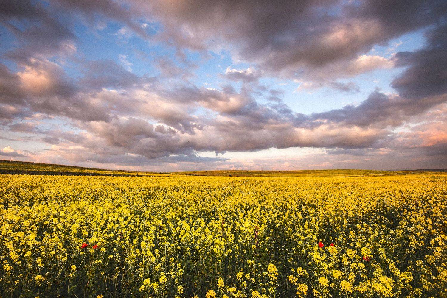 крым, Юрий Коваленко