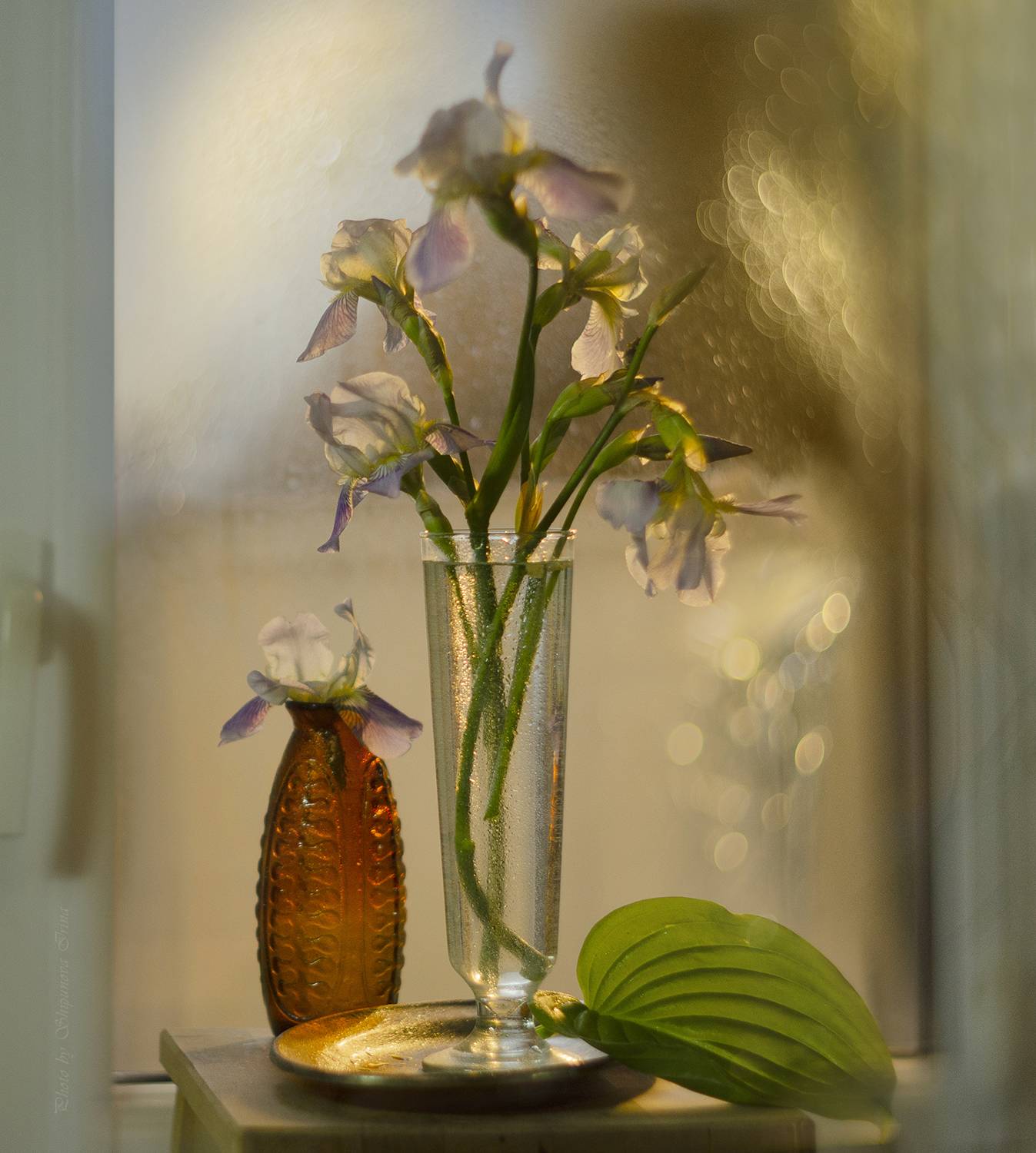 , Ирина Шипунова