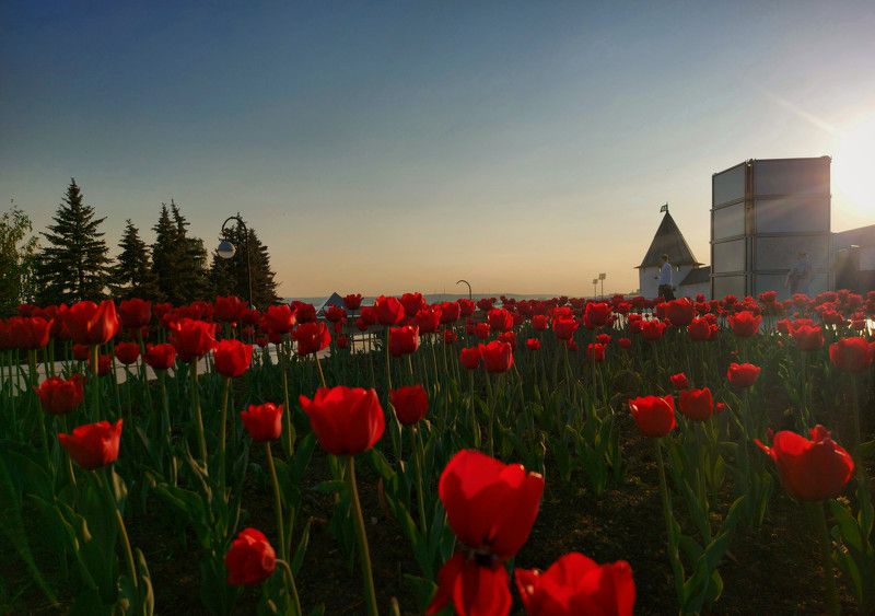 город, кремль, вечер, цветы, закат Вечер в Казани фото превью