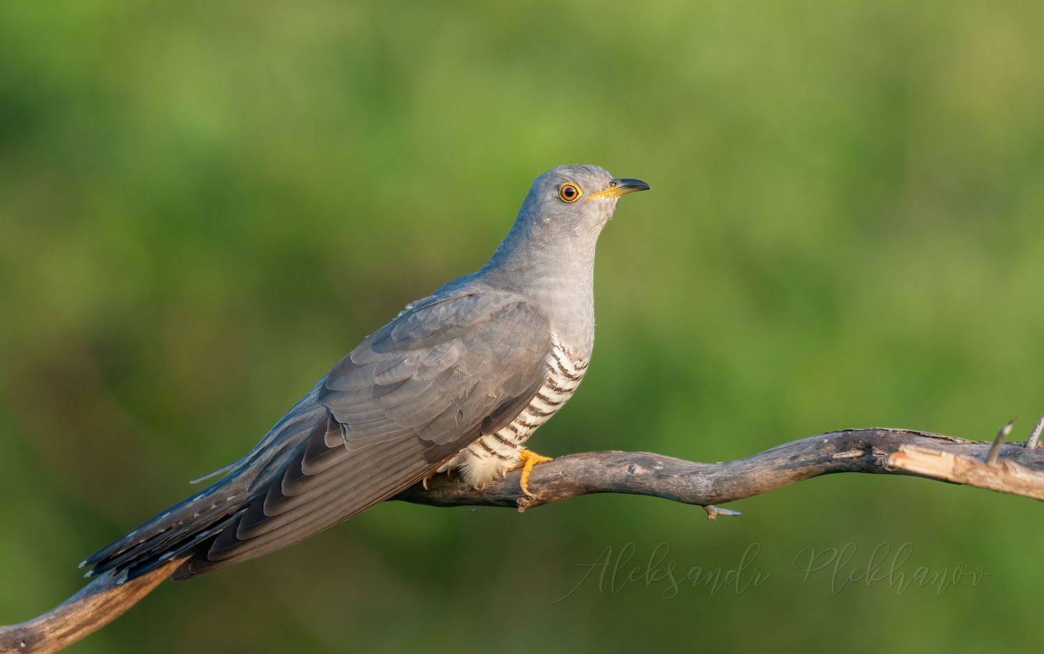 птицы, кукушка, ку-ку , природа , утро , рассвет , весна , свет , wildlife , фото_птиц , #35awards, Плеханов Александр