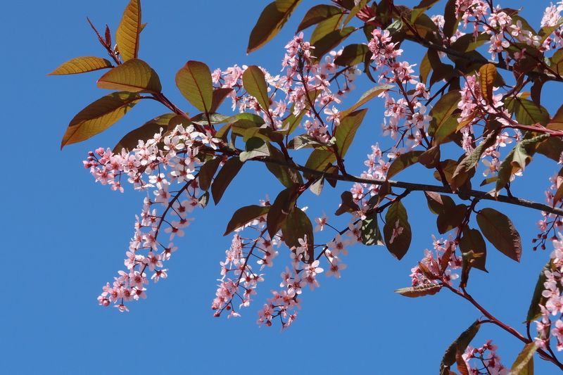 черёмуха,весна Розовая черёмуха фото превью