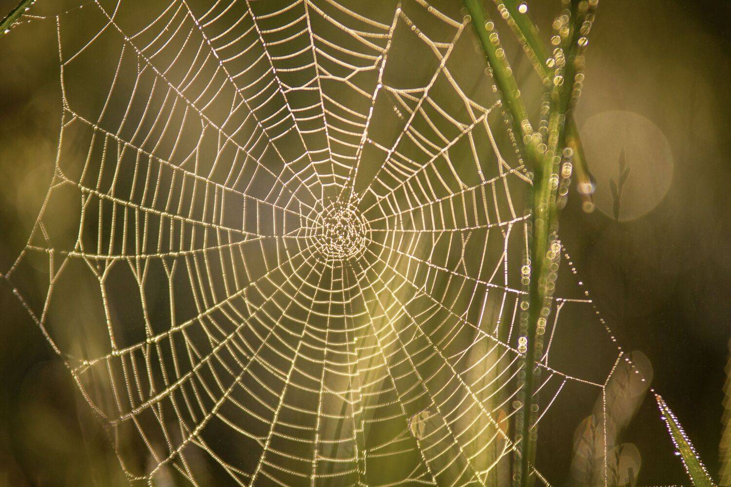 , Сергей Фаренюк