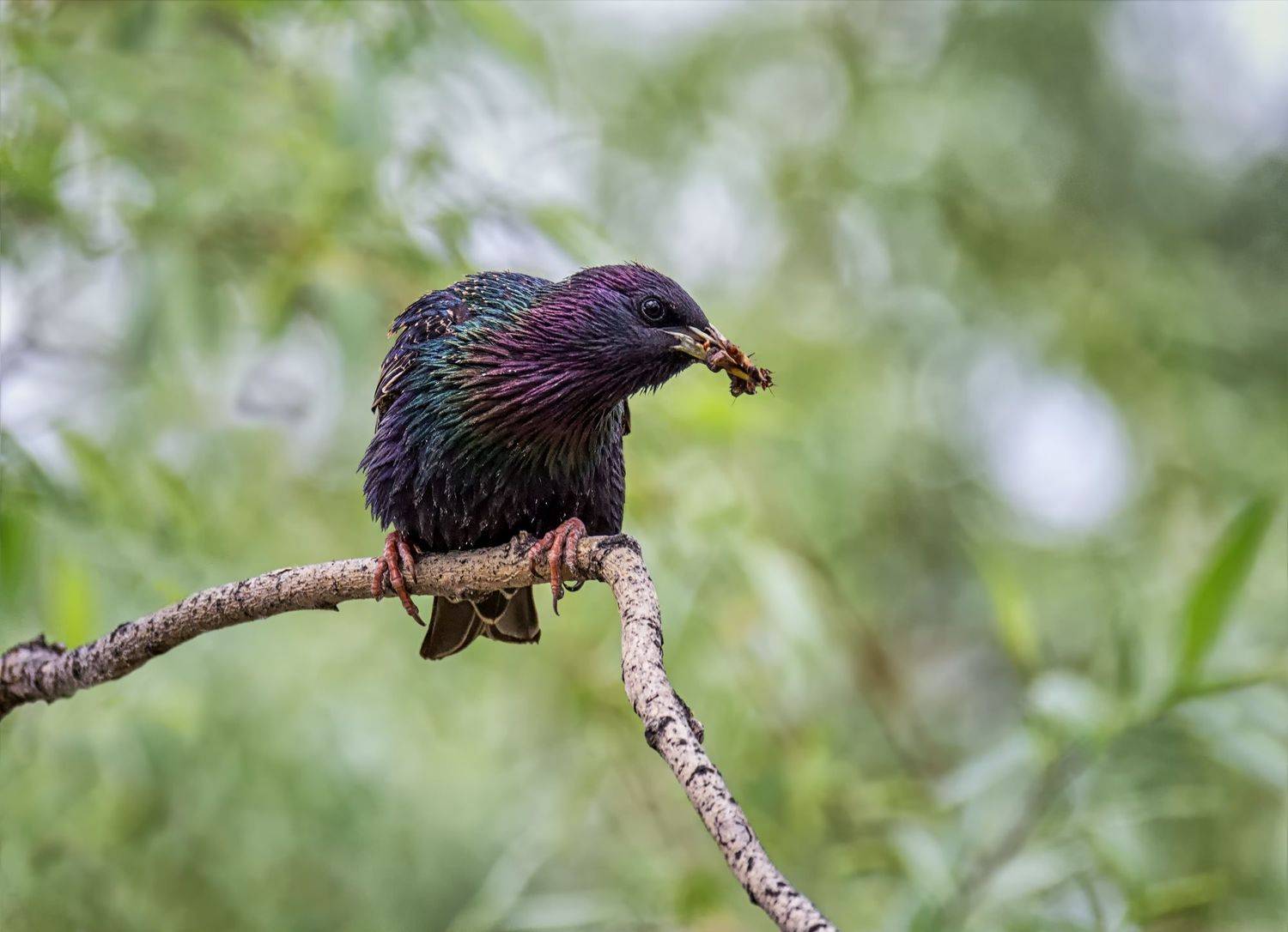птица, скворец,, добыча,, Марина Мочалова