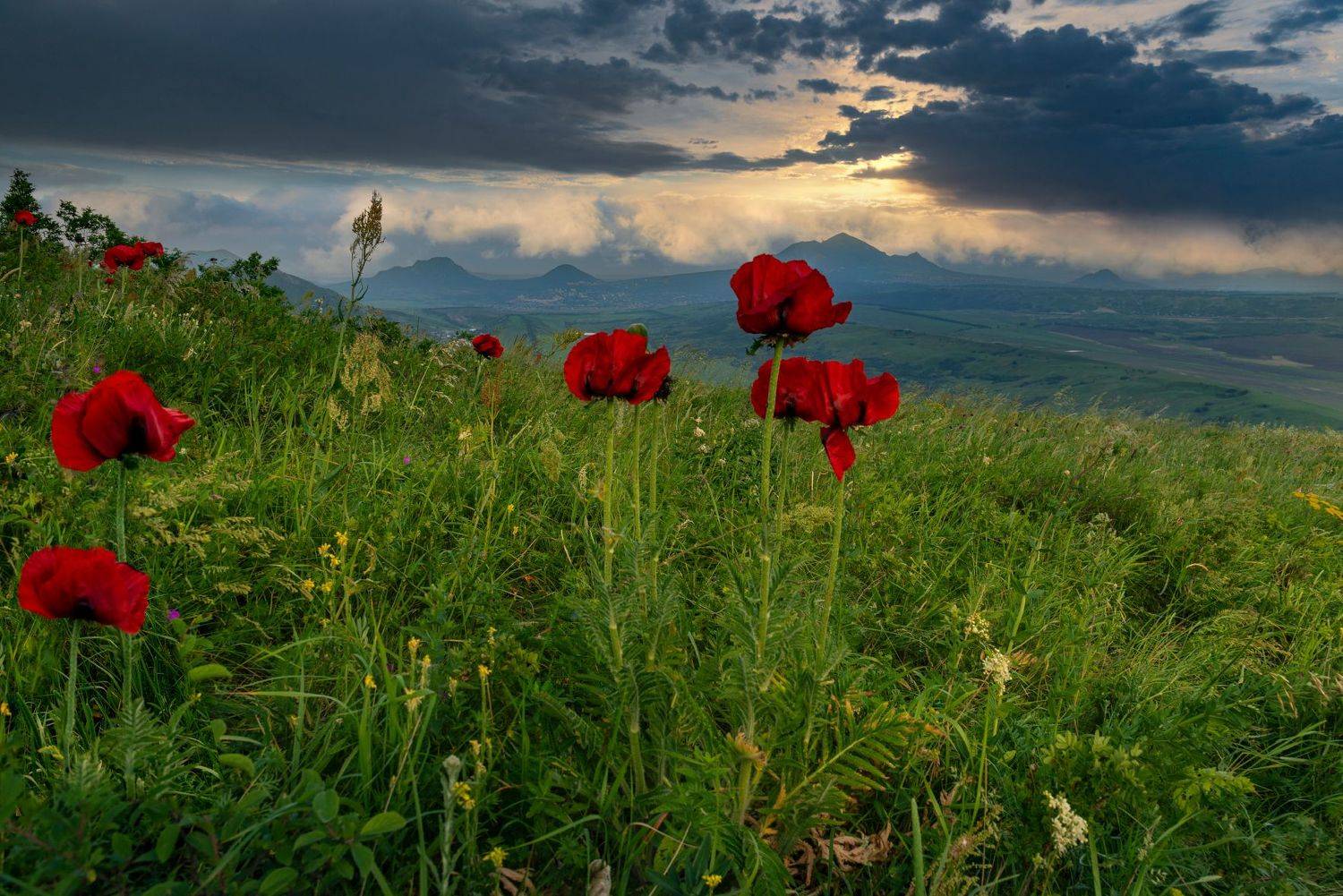 маки,кмв,гроза,май,природа,пейзаж, Елена Брежицкая