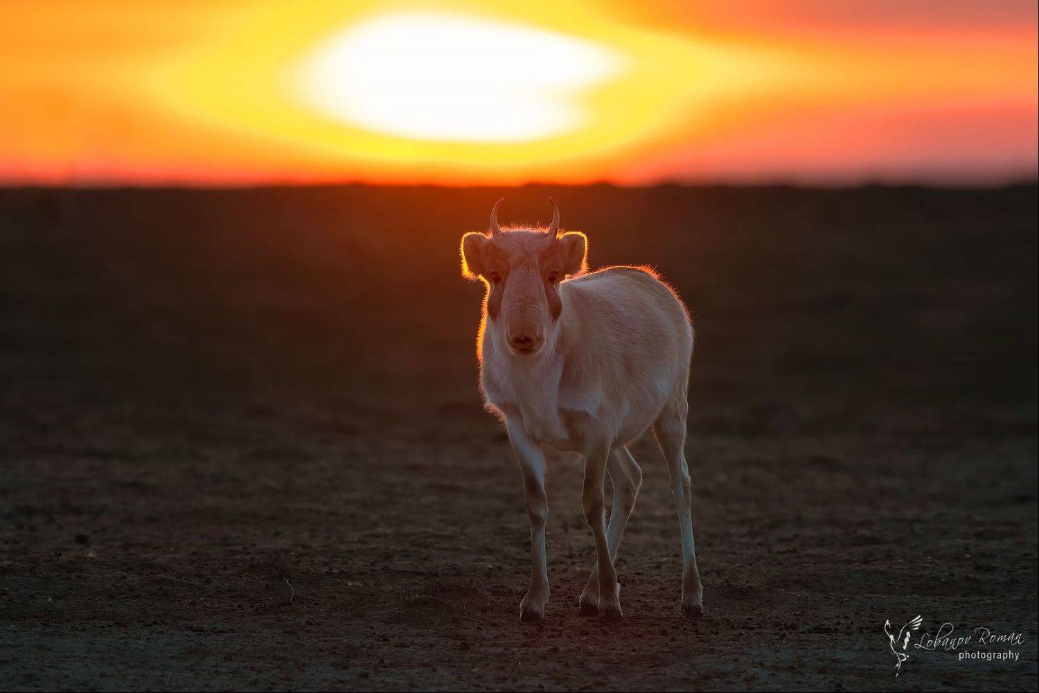 сайгак.заказник, Роман Лобанов