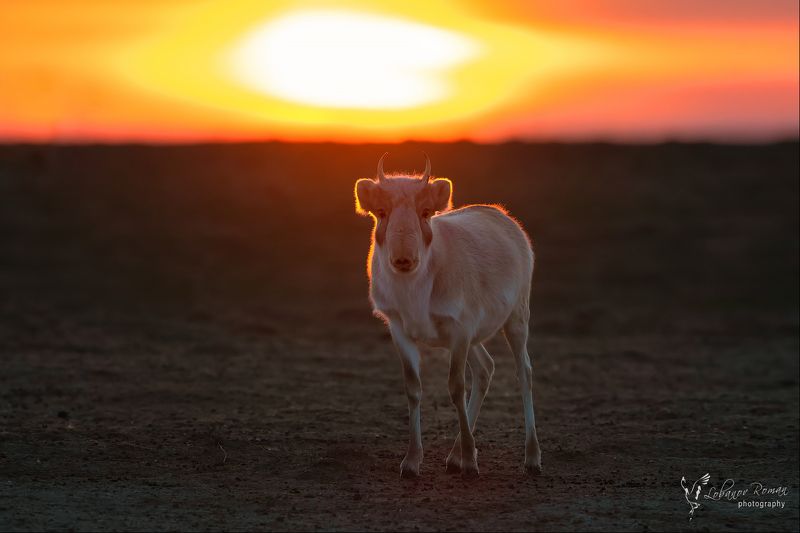 сайгак.заказник * * * фото превью
