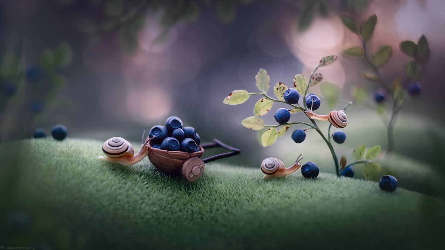 макро истории, макро красота, макро сказка, забавная природа, черника, урожай, улитка, ягодка, природа, сказочный сюжет, волшебство, любовь, вдохновение, творчество,, Чорный Александр