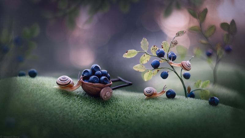 макро истории, макро красота, макро сказка, забавная природа, черника, урожай, улитка, ягодка, природа, сказочный сюжет, волшебство, любовь, вдохновение, творчество, \