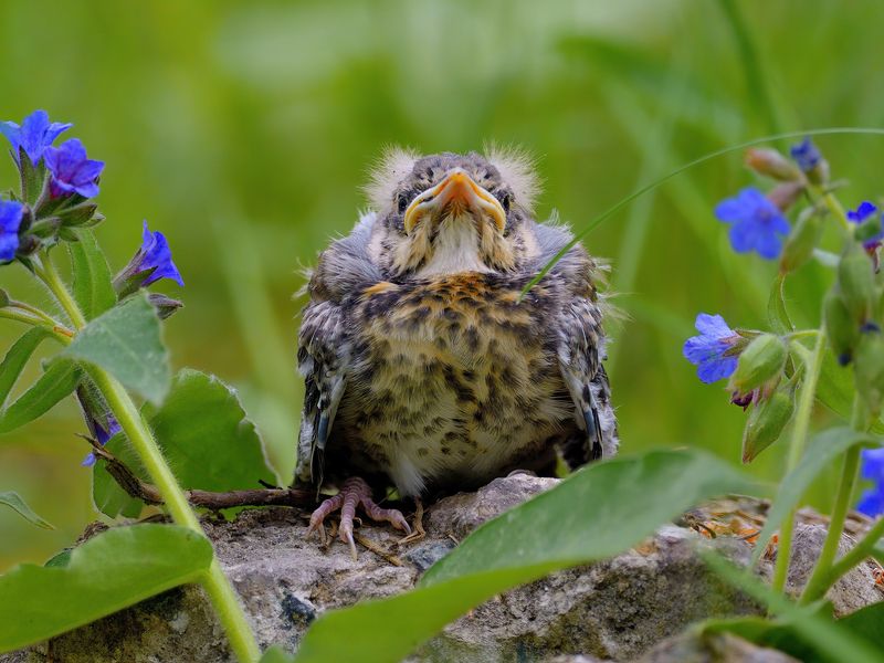 природа, фотоохота, обыкновенный дрозд, птицы, животные, цветы, лето Как прекрасен этот мир, посмотри! фото превью