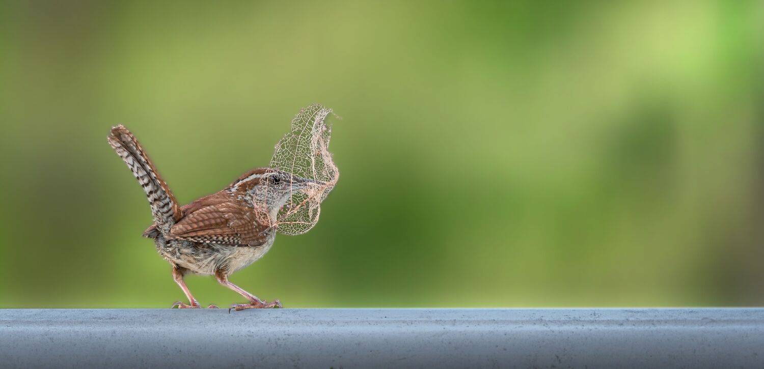 bird, songbird, mockingbird, songbirds, mockingbirds, nature, animals, wild, wren, carolina, carolina wren,, Atul Saluja