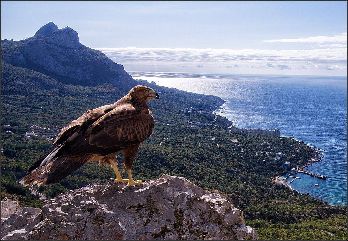 крым, горы, море, птица, ястреб, АНАТОЛИЙ ДОВЫДЕНКО