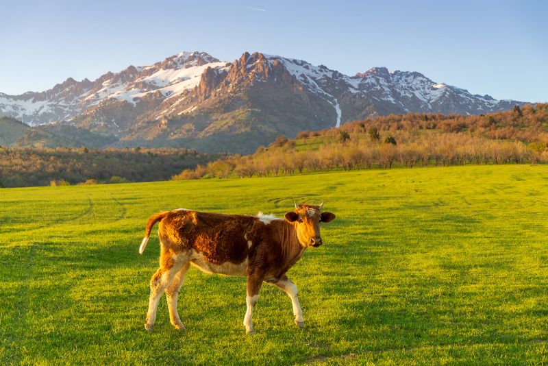 узбекистан, uzbekistan  фото превью