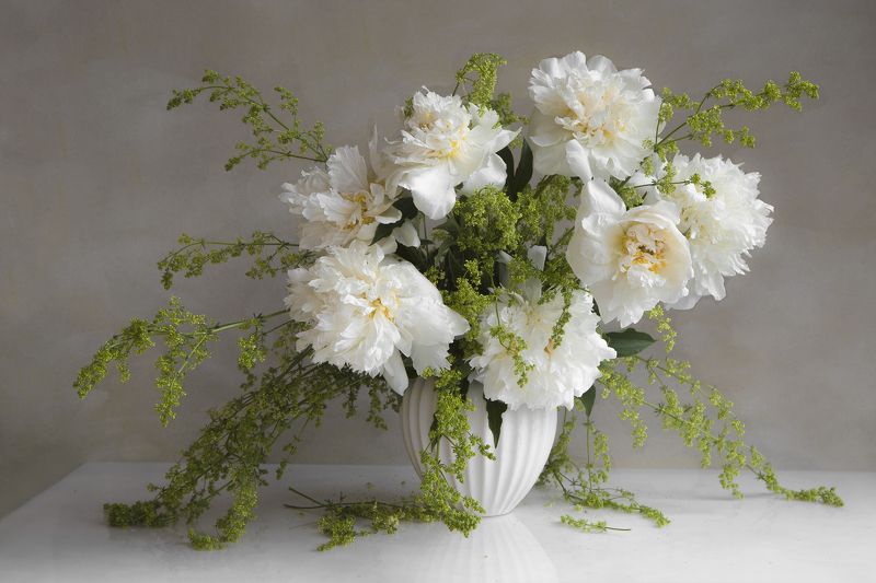 Пионы белые фото превью