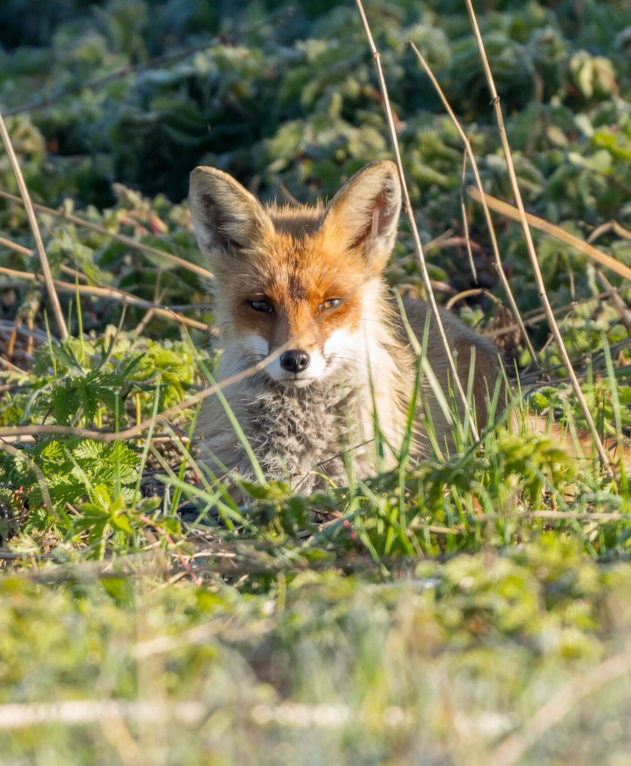 , Дэм Константин
