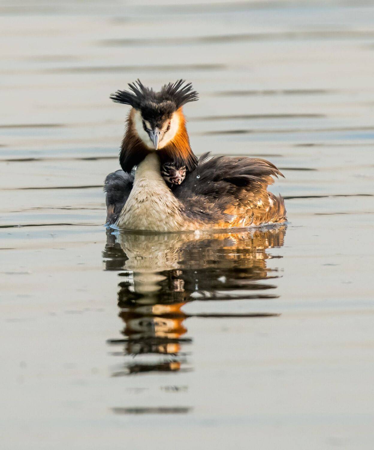 , Дэм Константин