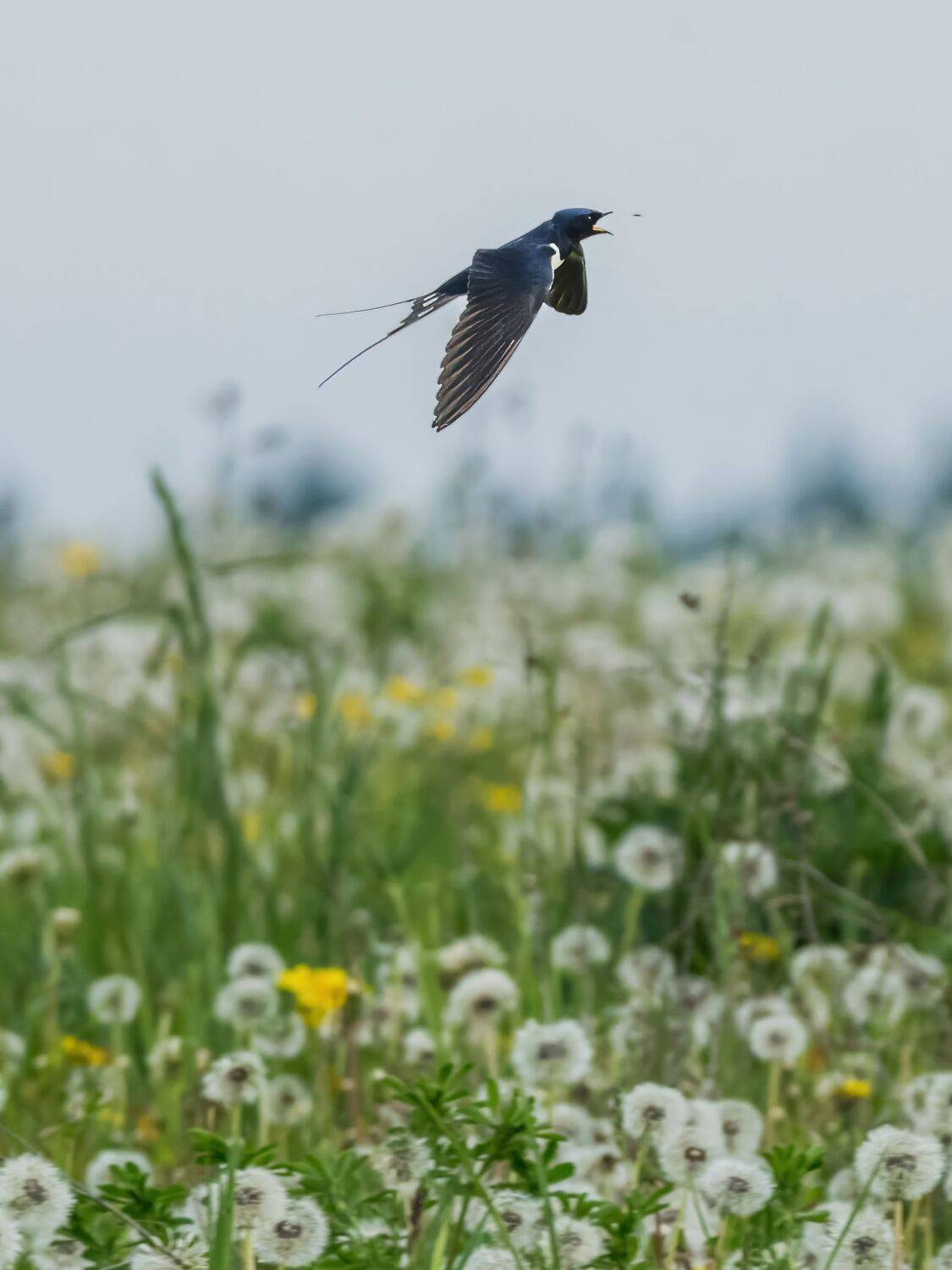 , Дэм Константин