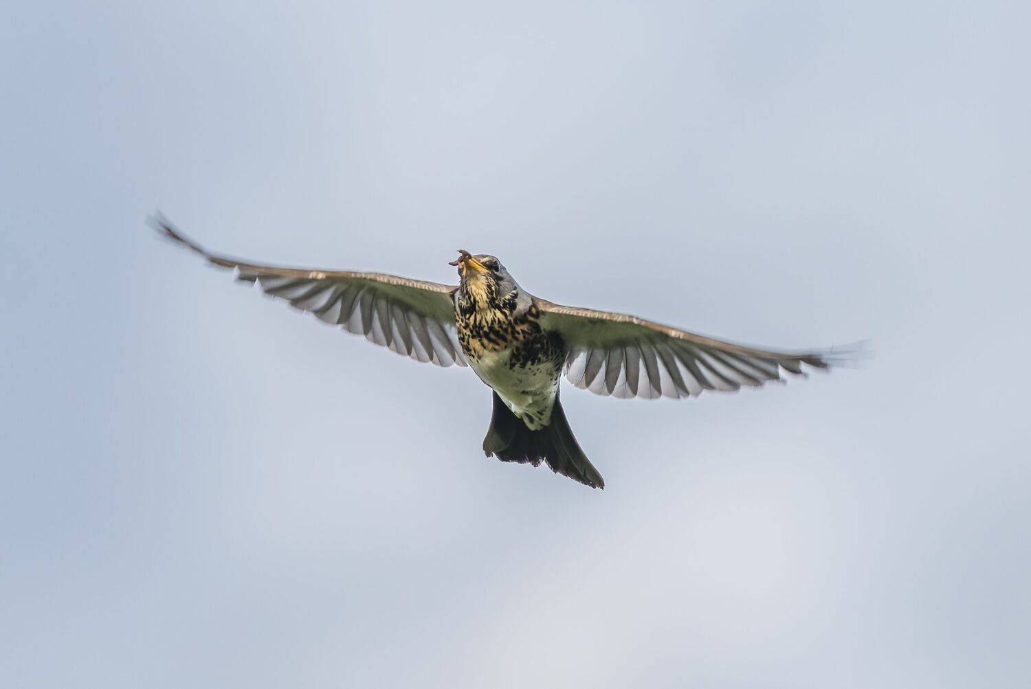 , Дэм Константин