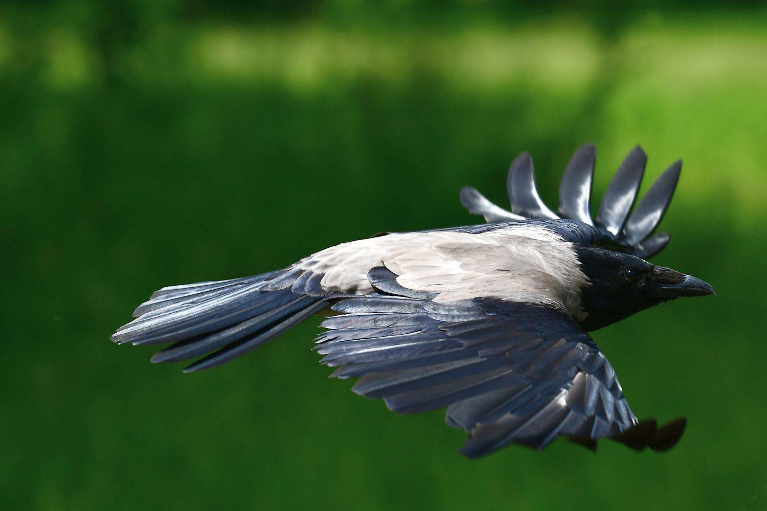 , Корнейчук Игорь