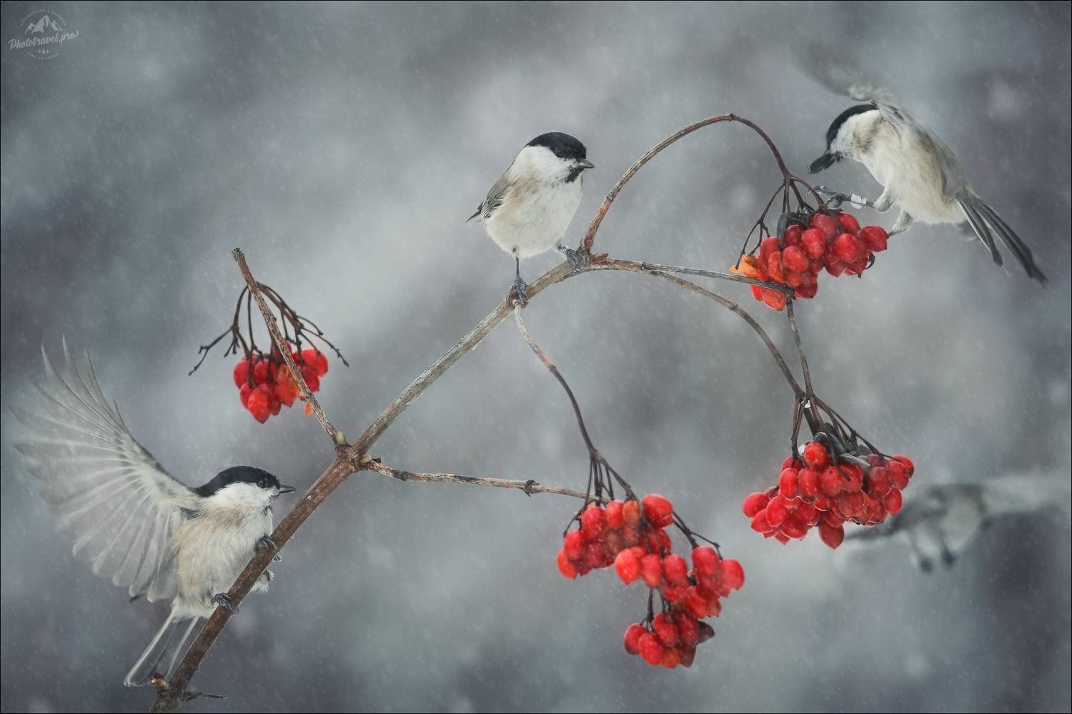 красный бор, фототур в красный бор, беларусь, фотоохота в беларуси, Влад Соколовский