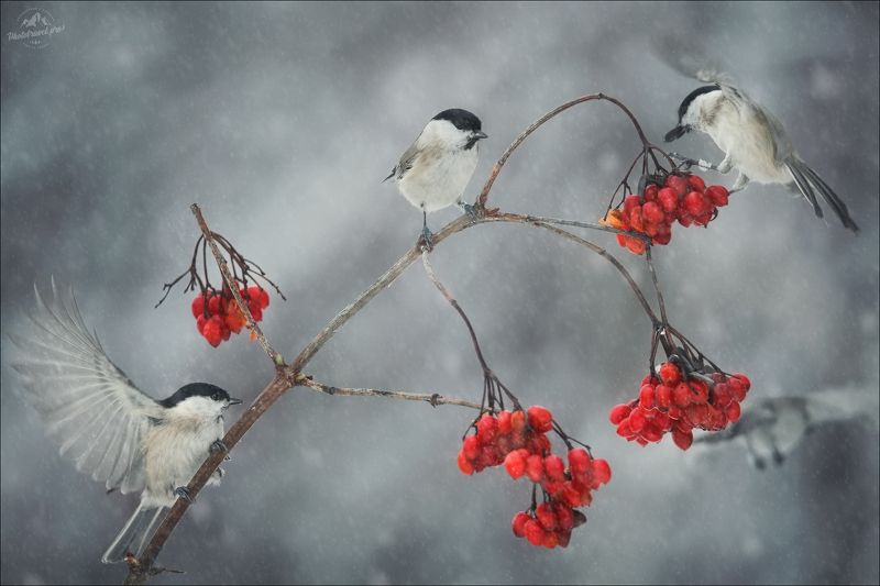 красный бор, фототур в красный бор, беларусь, фотоохота в беларуси Калина красная .. фото превью