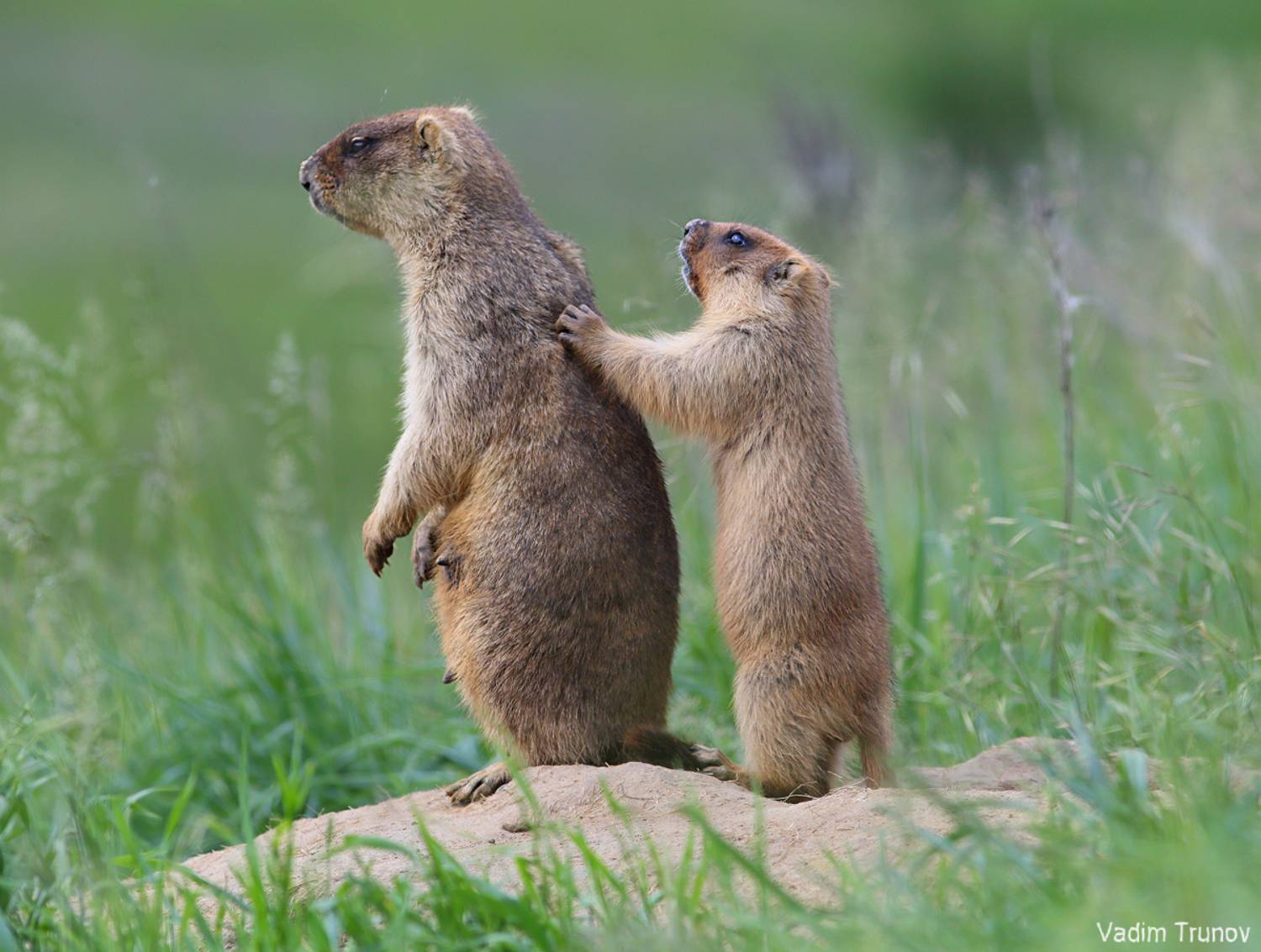 сурок, байбак, marmot, Вадим Трунов